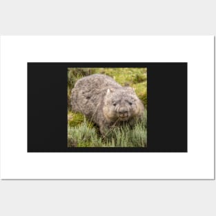 Happy Wombat, Cradle Mountain Tasmania (square) Posters and Art